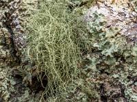 Bartflechte und andere Flechten bedecken die Korkeichenrinde